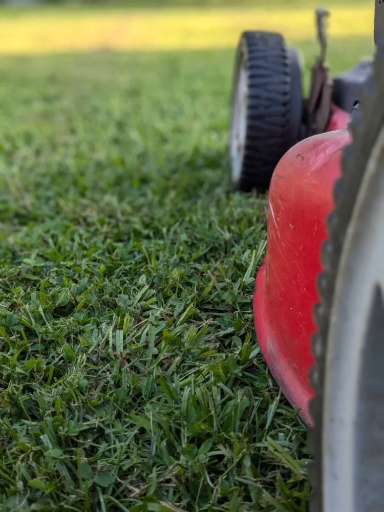 Local landscaping services in Nichols, SC by Davison Lawn Services