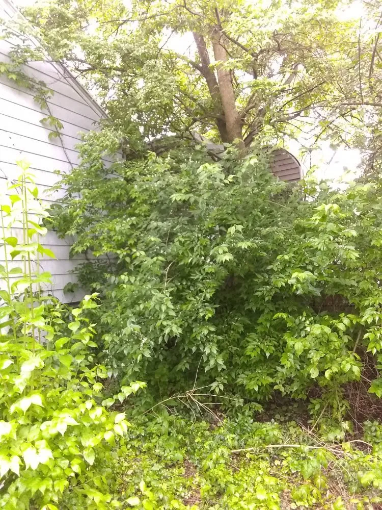 Top-rated lawn care service for beautiful yards across Germantown, OH - Davy's American Lawn