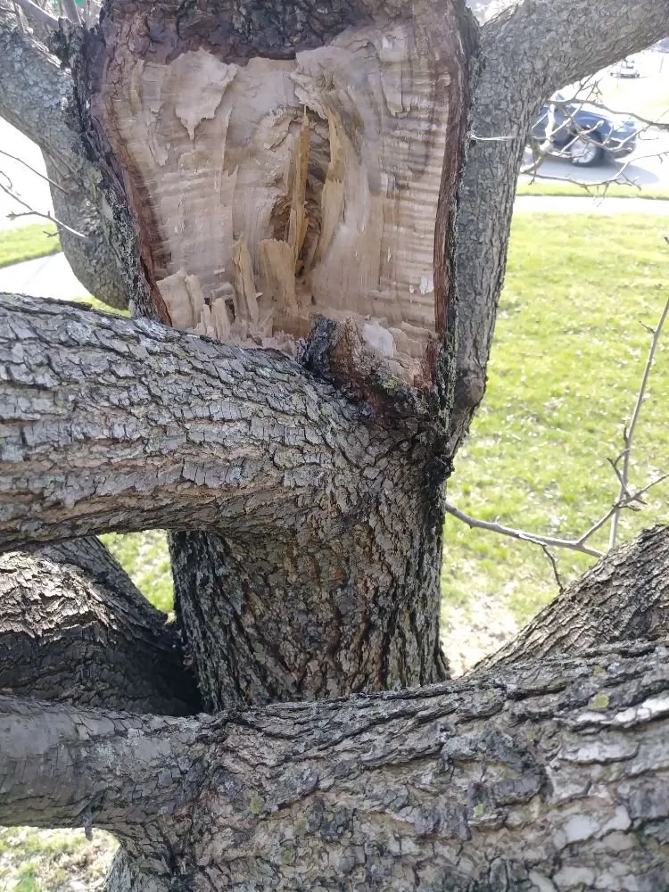 Professional garden landscaping for outdoor upgrades across Germantown, OH - Davy's American Lawn