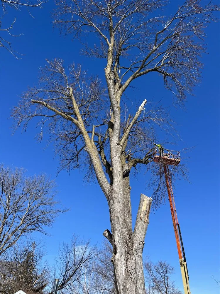 Reliable landscaping services for year-round maintenance across Madison Lake, MN - Dawgs Dig Cut and Haul