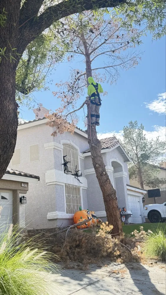 Reliable yard cleanup service in Las Vegas, NV by Dawn Garden and Tree Services