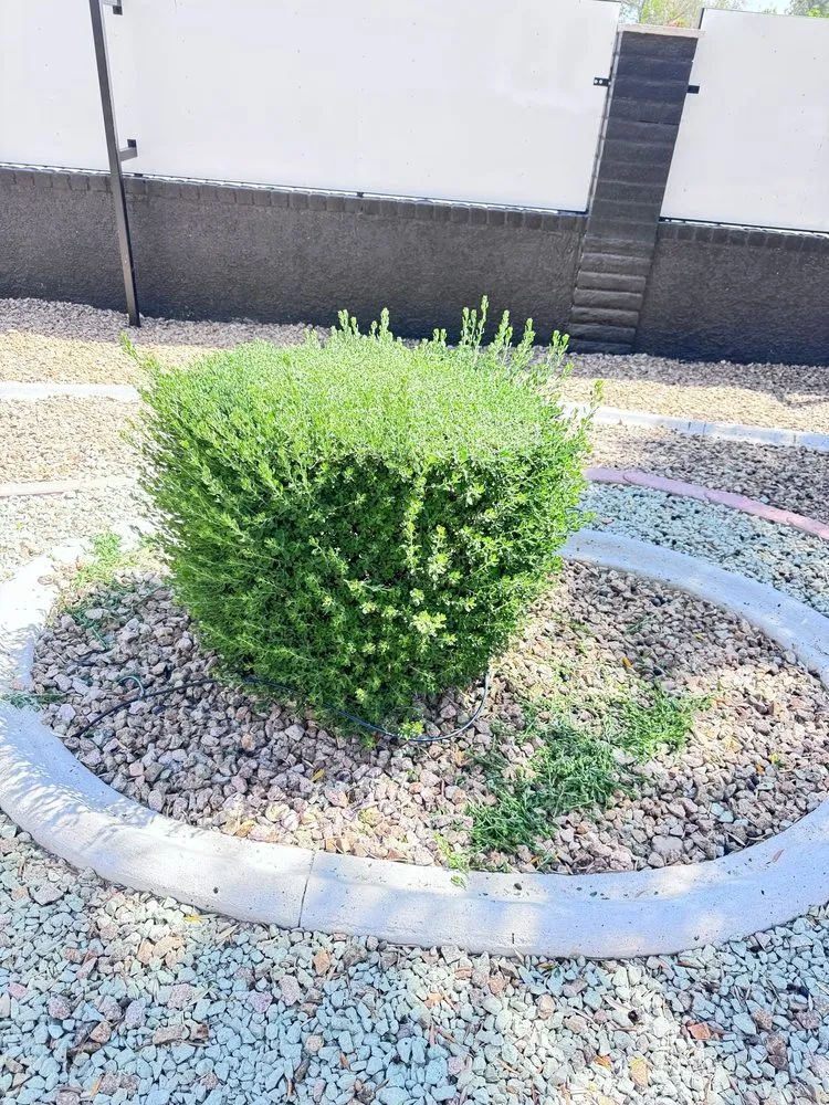 Local landscaping services for year-round maintenance across Las Vegas, NV - Dawn Garden and Tree Services