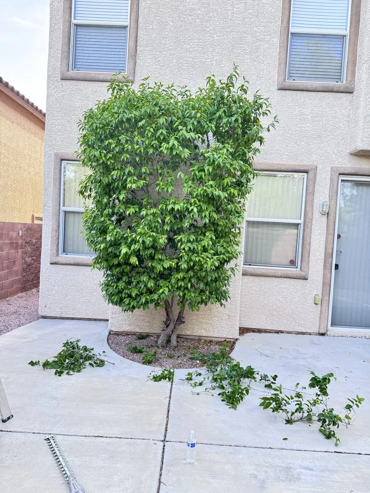 Professional lawn care service experts serving Las Vegas, NV - Dawn Garden and Tree Services