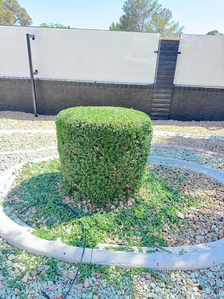 Professional residential landscaping in Las Vegas, NV by Dawn Garden and Tree Services