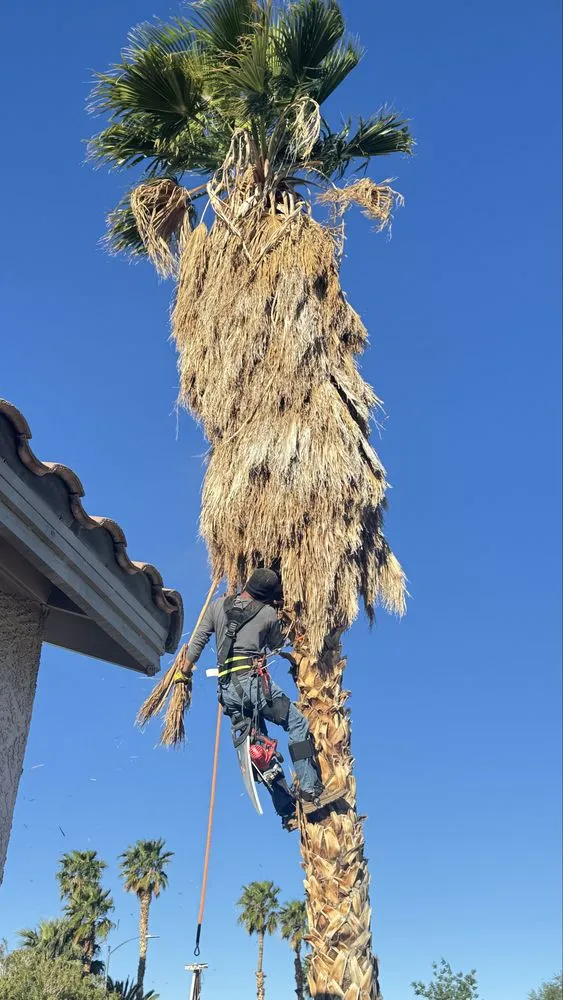 Local yard cleanup service in Las Vegas, NV - Dawn Garden and Tree Services