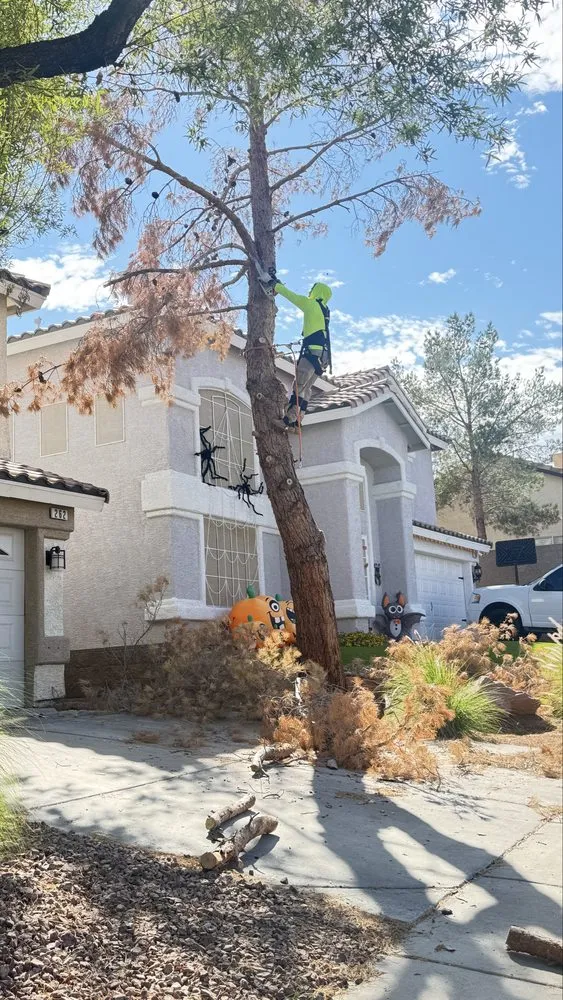 Affordable yard cleanup service experts serving Las Vegas, NV - Dawn Garden and Tree Services