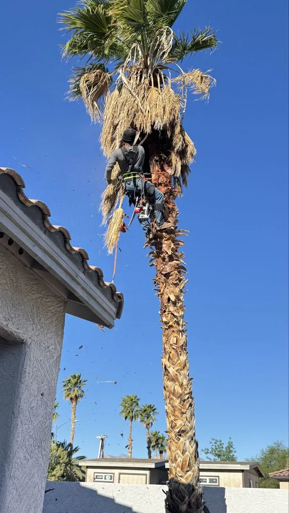 Custom residential landscaping experts serving Las Vegas, NV - Dawn Garden and Tree Services