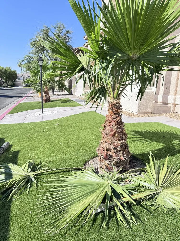 Affordable landscape installation in Las Vegas, NV by Dawn Garden and Tree Services