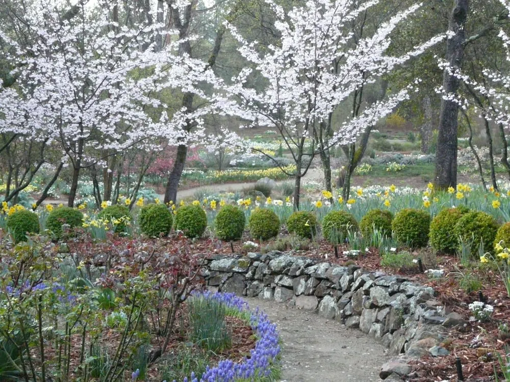 Affordable garden landscaping in Alamo, CA by Dawn Landscaping Inc