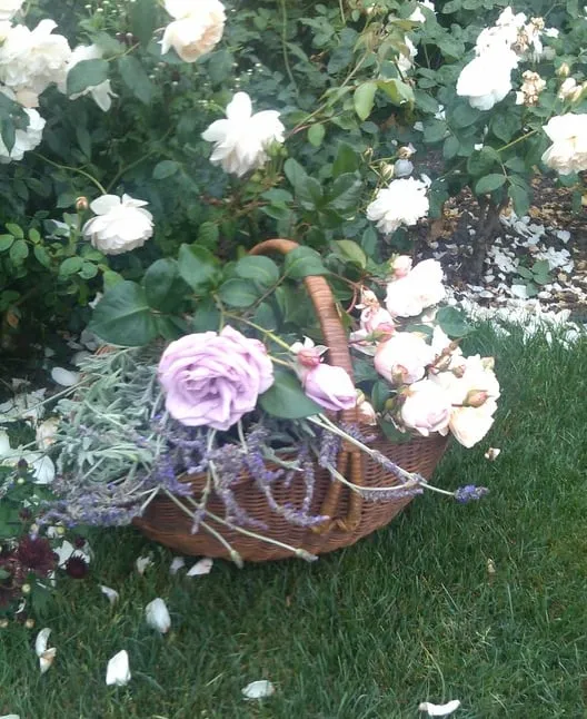 Reliable yard cleanup service experts serving Santa Ynez, CA - Dawn Marie Designs