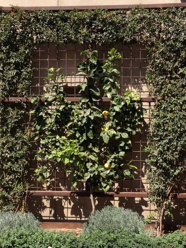 Top-rated lawn mowing service for year-round maintenance across Santa Ynez, CA - Dawn Marie Designs