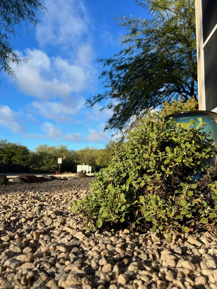 Reliable yard cleanup service in Tucson, AZ - Dawn Till Dusk Landscaping