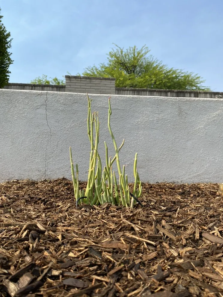 Custom garden landscaping for year-round maintenance in Tucson, AZ by Dawn Till Dusk Landscaping