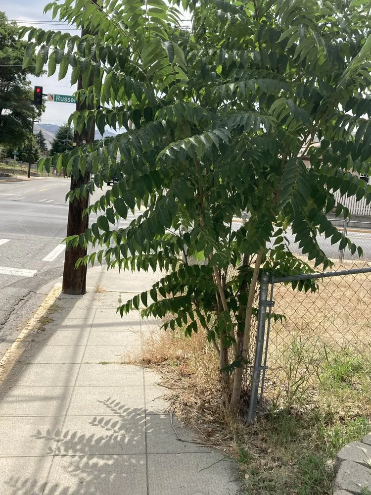 Reliable yard cleanup service in East Wenatchee, WA by Dawn View Landscaping