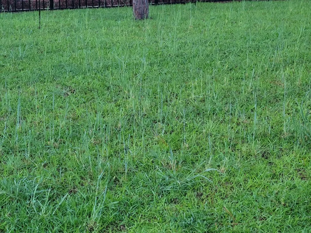 Affordable landscape design in Southport, NC by Dawn's Lawn & Landscapes