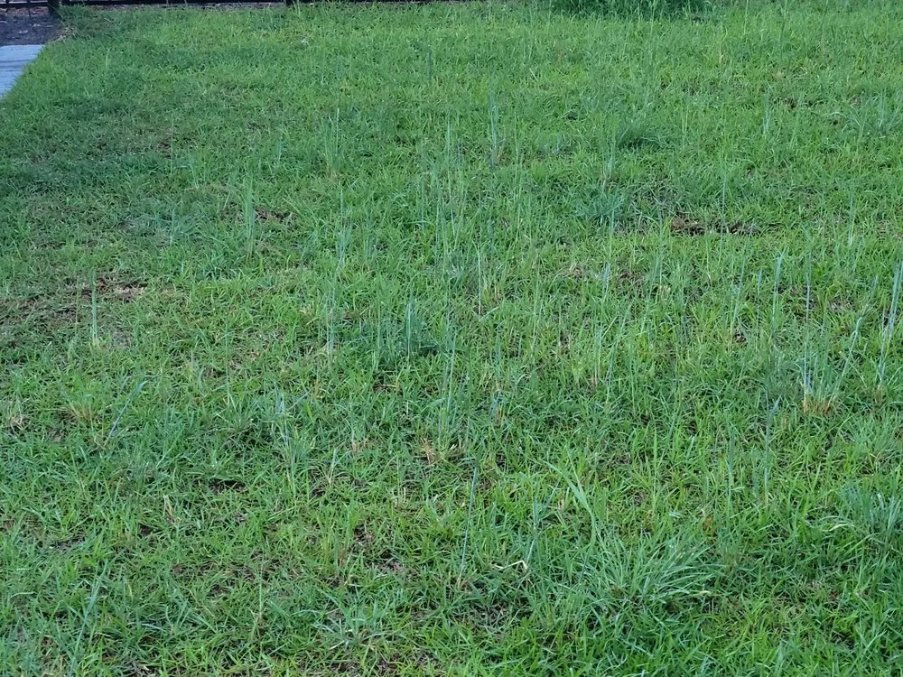 Reliable outdoor landscaping for homes in Southport, NC by Dawn's Lawn & Landscapes