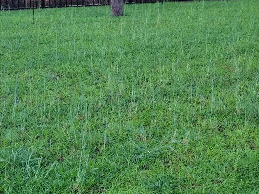 Dawn's Lawn & Landscapes Logo