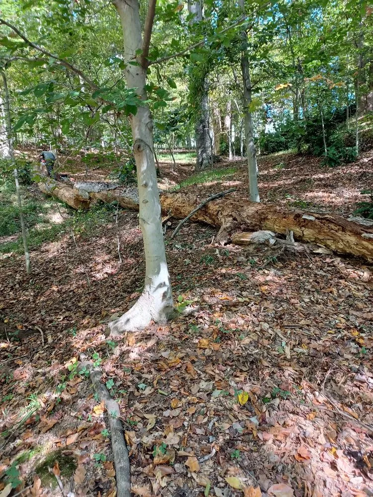 Expert outdoor landscaping in Front Royal, VA by Dawson's Landscape & Lawncare