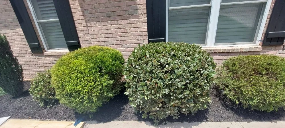 Professional yard maintenance near you in Dawsonville, GA by Dawsonville Lawn Care