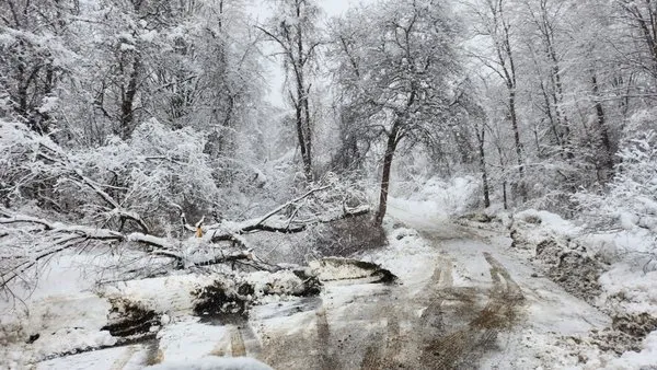 Day and Sons Enterprises Logo