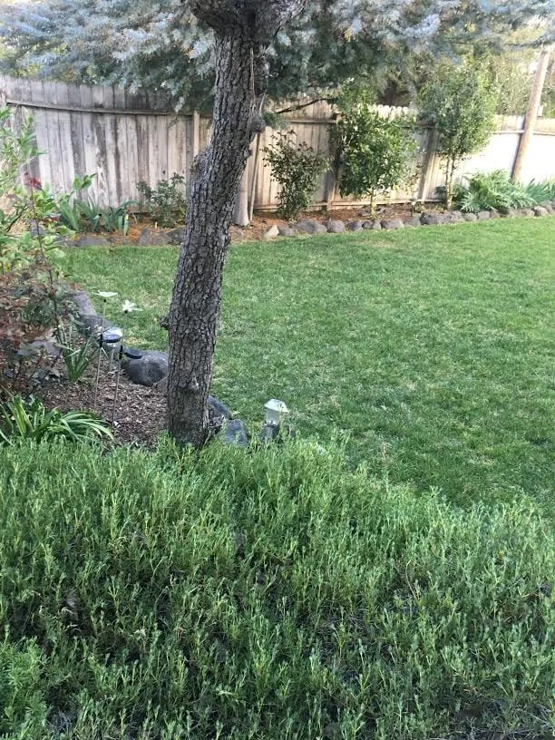 Trusted landscape design for outdoor upgrades across American Canyon, CA - Day Landscaping