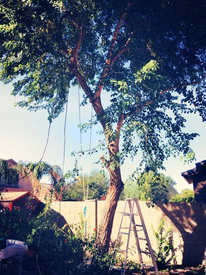 Custom garden landscaping near you across Gilbert, AZ - DAY Landscaping