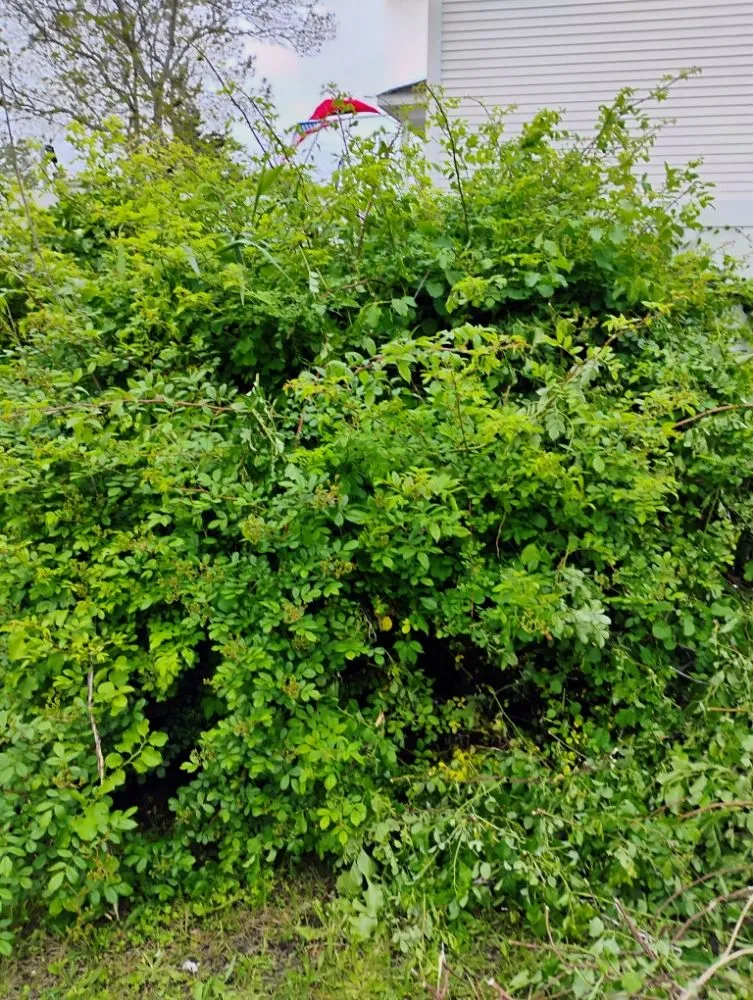 Trusted outdoor landscaping for beautiful yards in Shirley, NY by Day one landscaping