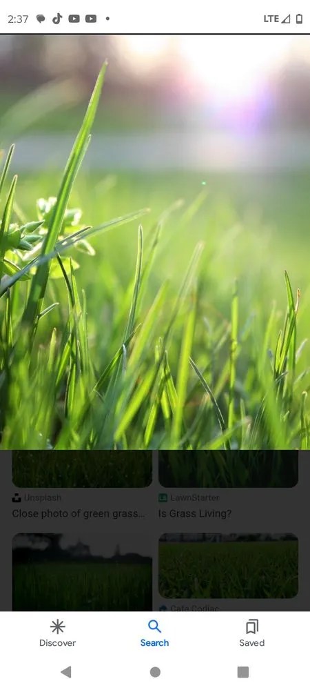 Professional yard cleanup service in New Port Richey, FL by Day Star Complete Lawn Services