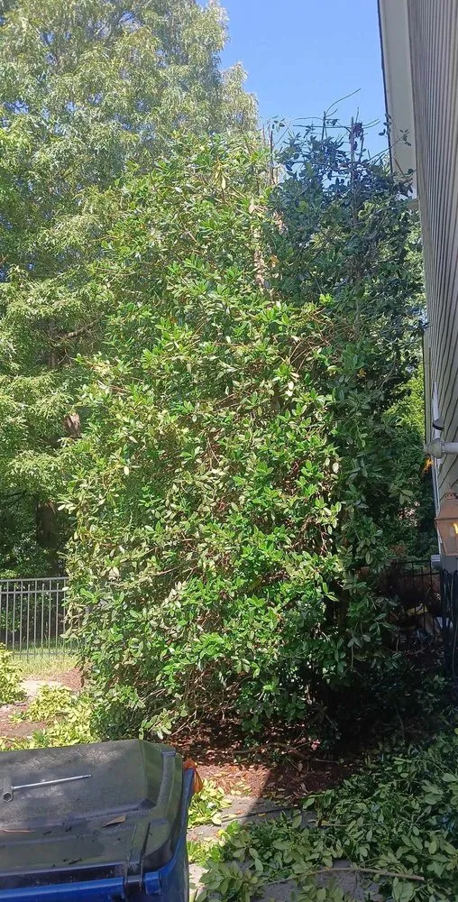 Affordable yard maintenance experts serving Raleigh, NC - Dayana's Landscaping