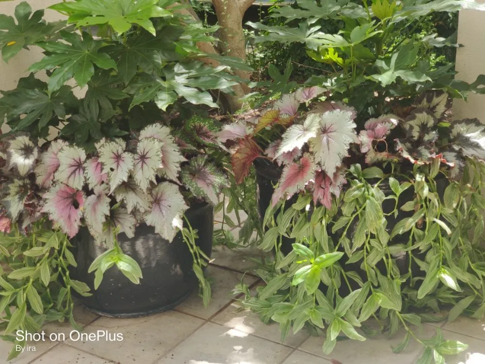 Local landscaping services in Fort Worth, TX by Daybreak Landscaping & Irrigation