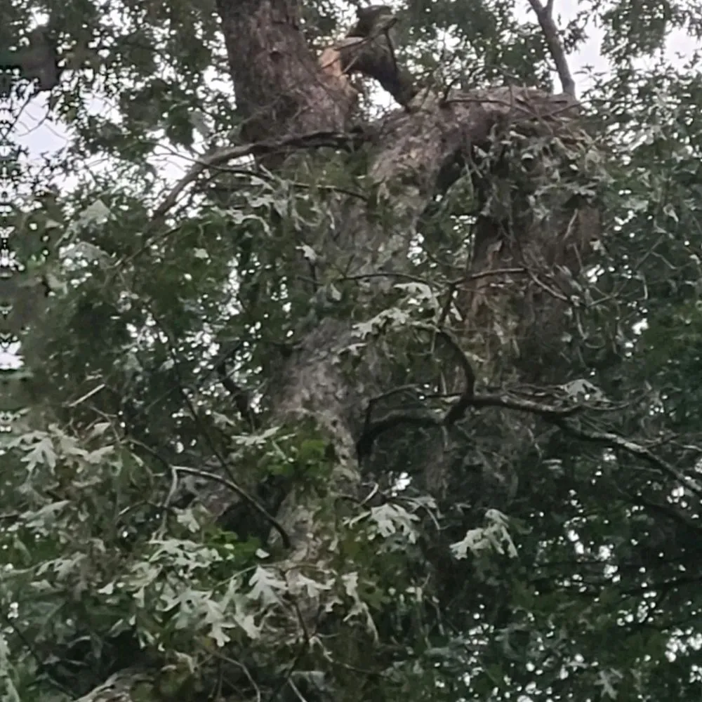 Expert yard cleanup service in Jim Thorpe, PA - Day's Landscaping and Storage Solutions