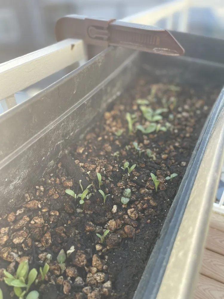 Custom yard cleanup service experts serving Reno, NV - Dayton Valley Turf