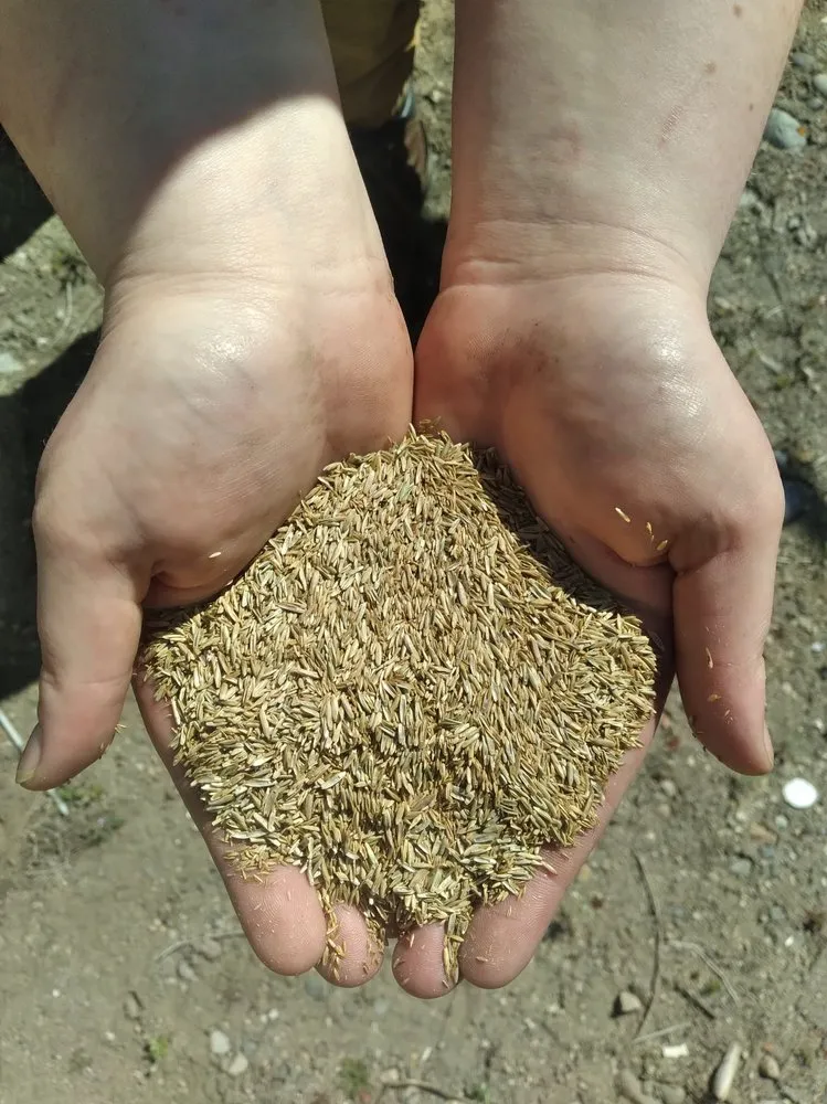 Reliable yard cleanup service in Reno, NV by Dayton Valley Turf