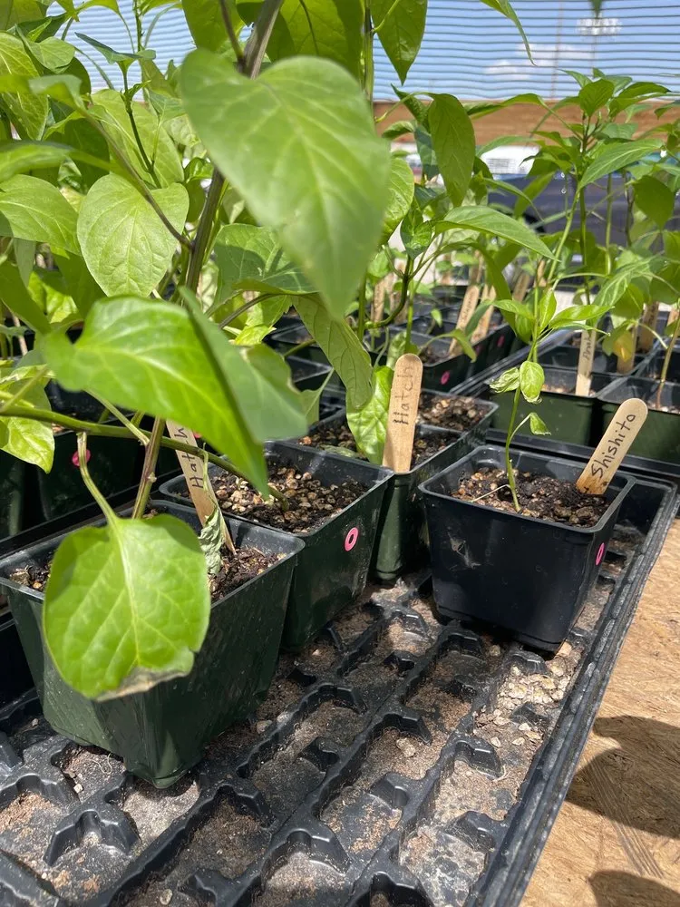 Local landscape design for beautiful yards in Reno, NV by Dayton Valley Turf