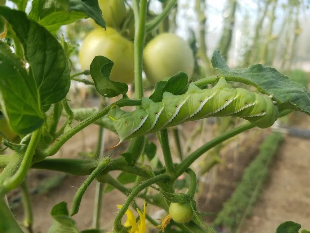 Custom landscaping services for homes across Reno, NV - Dayton Valley Turf