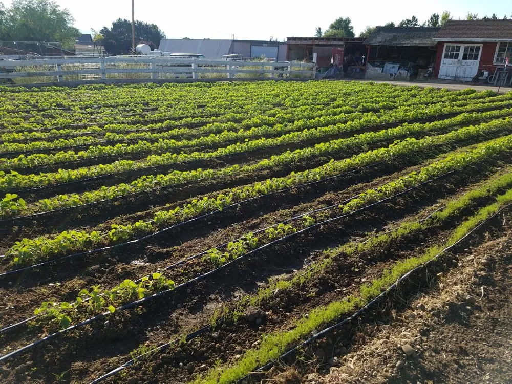 Affordable landscaping services in Reno, NV by Dayton Valley Turf