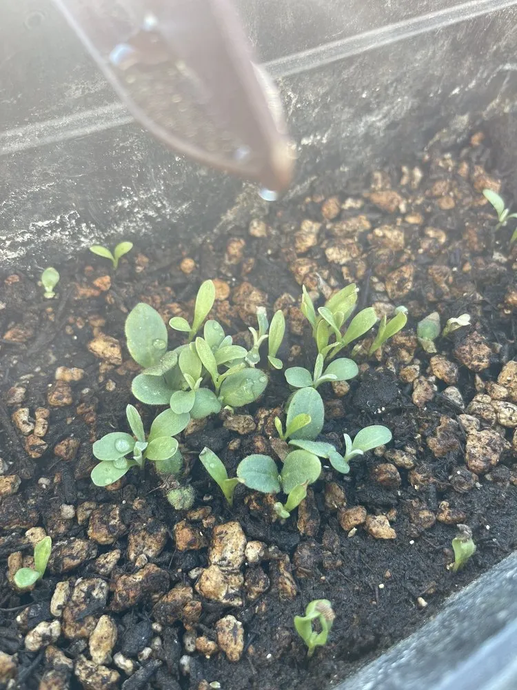 Trusted landscape design for homes across Reno, NV - Dayton Valley Turf