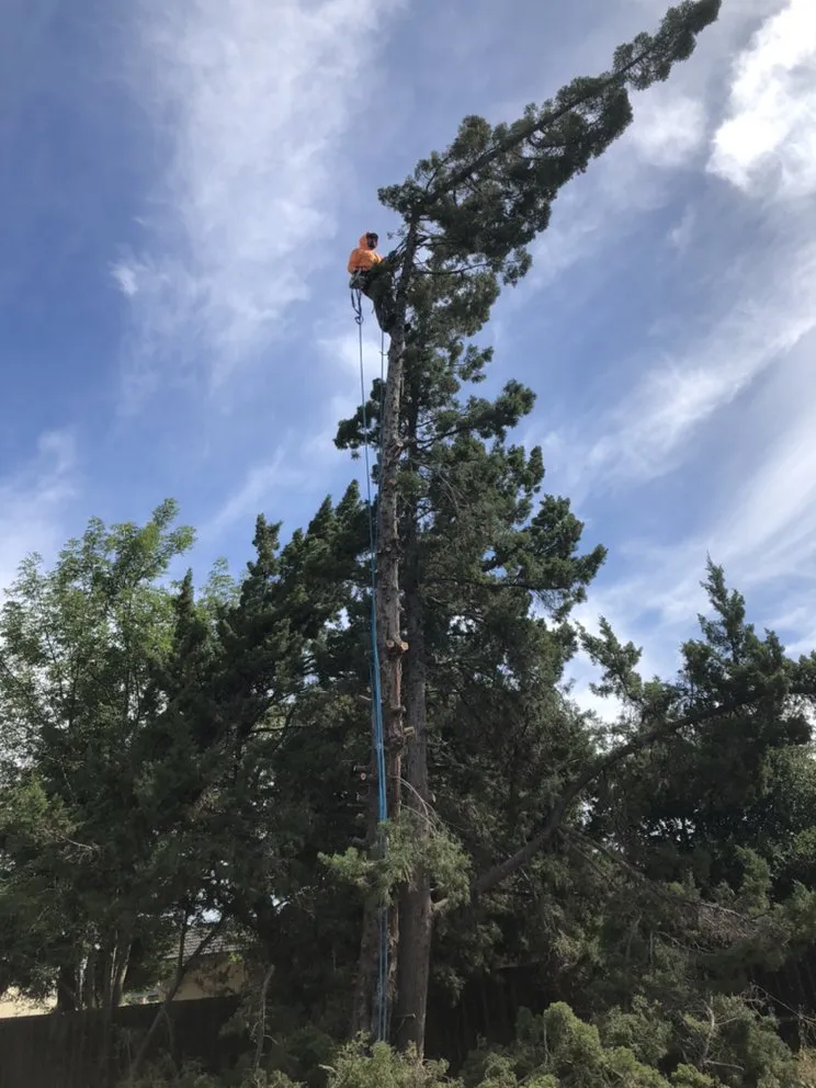 Affordable landscaping services for residential properties across Hayward, CA - Díaz Landscaping