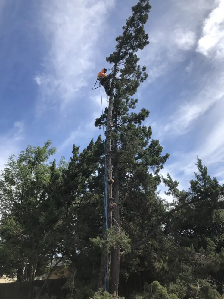 Professional yard maintenance in Hayward, CA by Díaz Landscaping