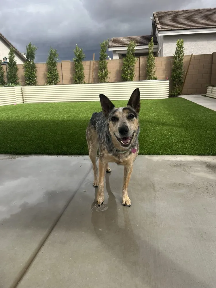 Reliable landscape installation in Phoenix, AZ - Dazzling Landscapes