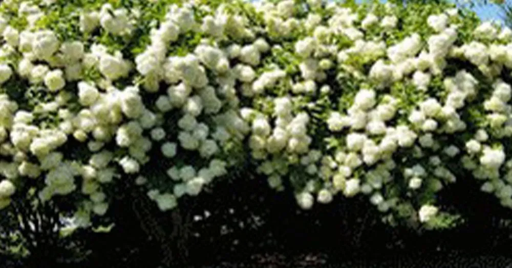 Trusted lawn care service experts serving Calverton, NY - D&B Irrigation and Landscaping