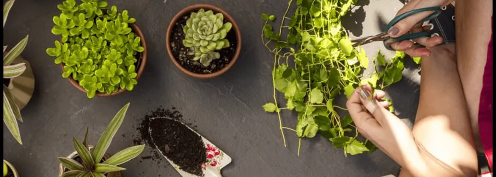 Affordable lawn care service experts serving Calverton, NY - D&B Irrigation and Landscaping