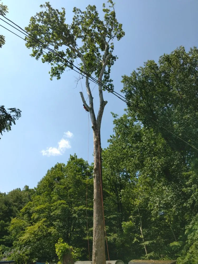 Affordable lawn mowing service in Union Bridge, MD - D&B Land Clearing