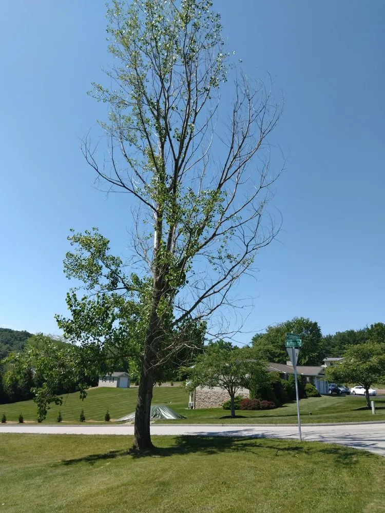 Reliable residential landscaping with custom design across Union Bridge, MD - D&B Land Clearing