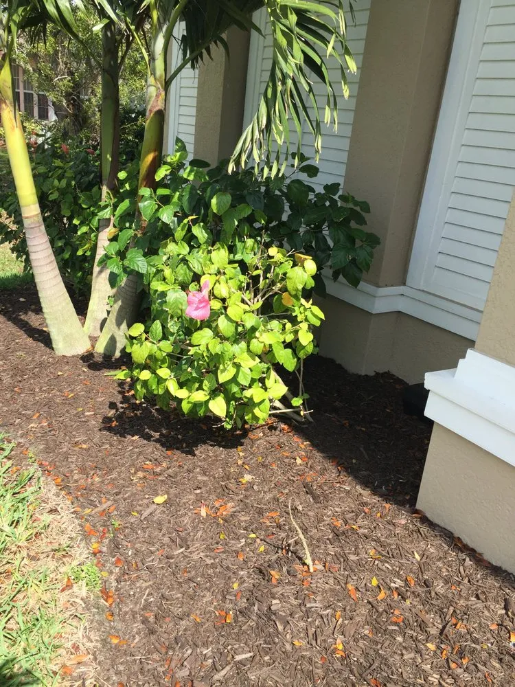 Custom yard maintenance in Lehigh Acres, FL - DB Lawn Maintenance