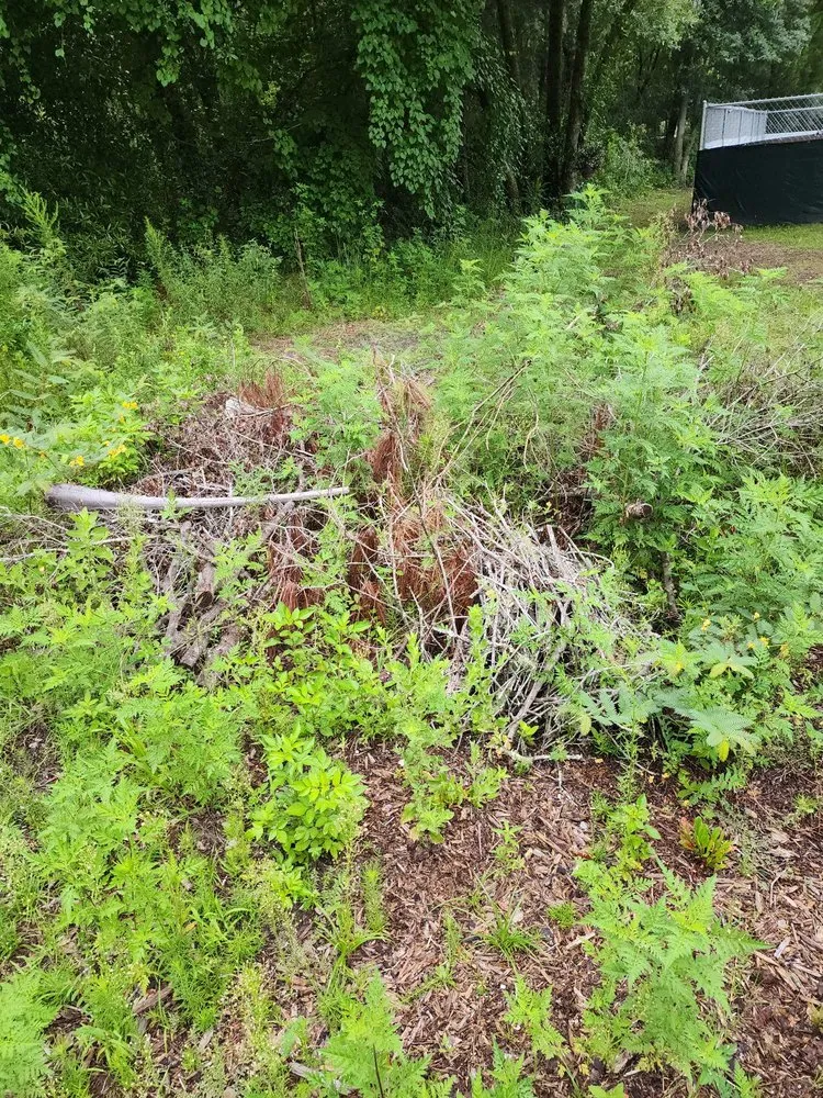 Custom yard cleanup service for year-round maintenance in Ocala, FL by D&B Lawn Service & Pressure Washing