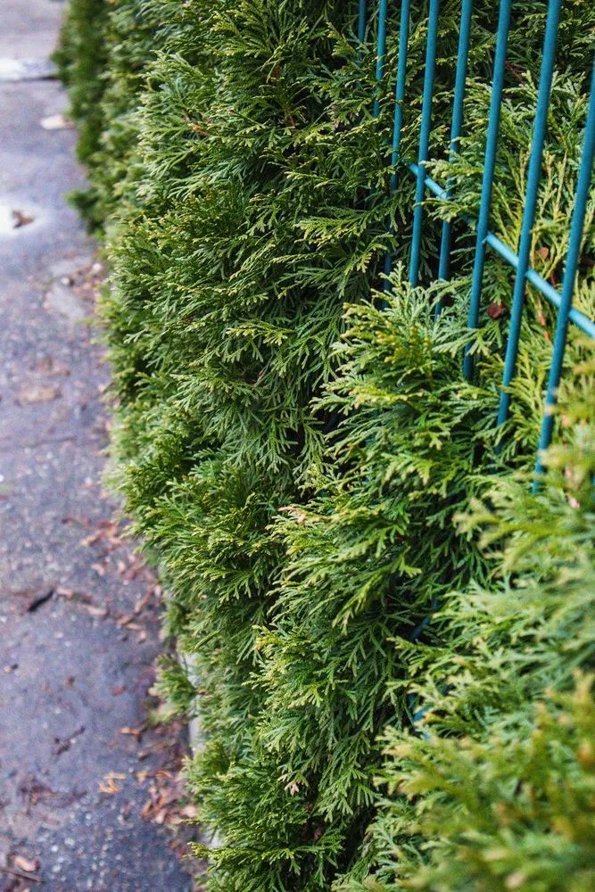 Professional landscaping services in Round Rock, TX by D&B Premium Landscaping