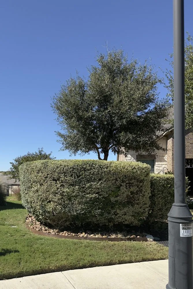 Top-rated lawn care service experts serving Round Rock, TX - D&B Premium Landscaping