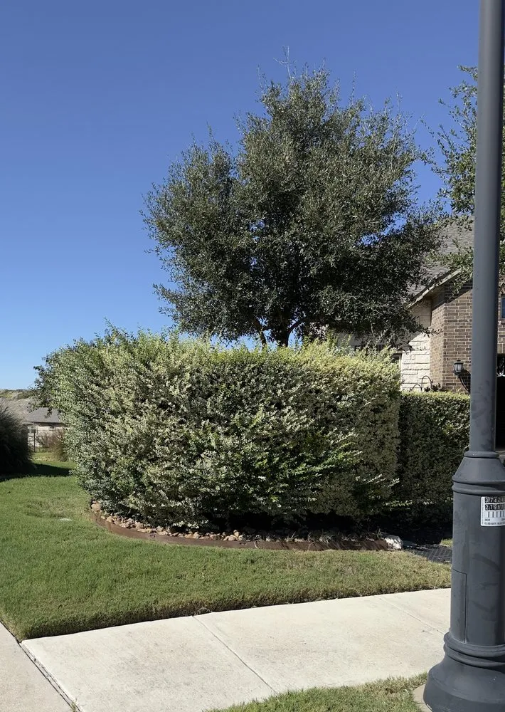 Trusted yard maintenance in Round Rock, TX by D&B Premium Landscaping