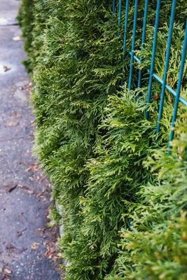 D&B Premium Landscaping Logo